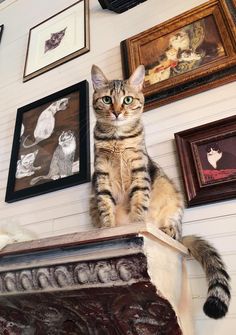 a cat sitting on top of a mantle in front of some framed pictures and paintings