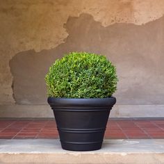 a black potted plant sitting on top of a red tile floor next to a wall