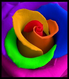 a multicolored rose is shown in this image