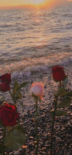 three red roses on the beach at sunset