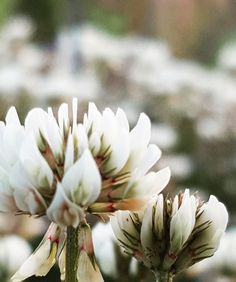 some white flowers are blooming in the field