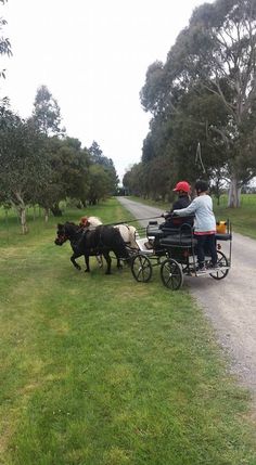 two people riding in a horse drawn carriage down a dirt road next to trees and grass