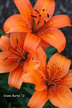 three orange lilies are blooming in the garden