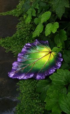 a purple and green leaf laying on the ground next to some plants with leaves around it