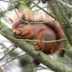 a red squirrel sleeping in a tree with its head on top of it's paw