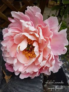 a large pink flower sitting on top of a rock