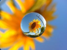 a sunflower is reflected in a round glass ball on a sunny day with blue sky