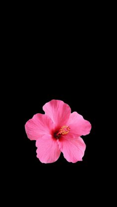 a pink flower is in the middle of a black background with space for text or image