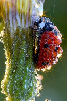 a ladybug sitting on top of a plant covered in dew