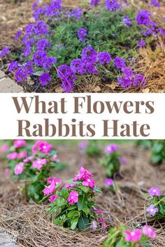 some purple flowers are growing in the dirt and on the ground with text overlay that reads what flowers rabbits hate