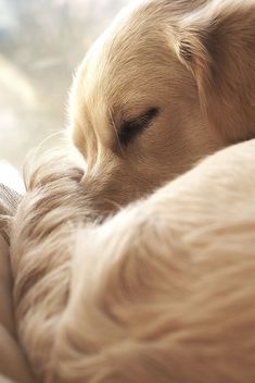 a close up of a dog sleeping on a bed