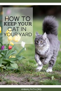 a cat running through the grass with tulips in the background and text overlay that reads how to keep your cat in your yard