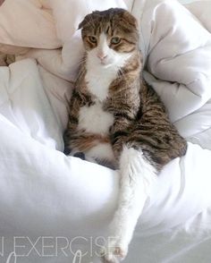 a cat sitting on top of a white blanket