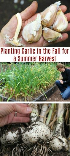 two pictures with the words planting garlic in the fall for a summer harvest