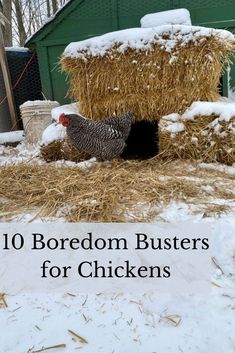 chickens are eating hay in the snow with text overlay reading 10 boredom busters for chickens