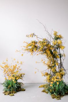 yellow flowers are growing out of the ground