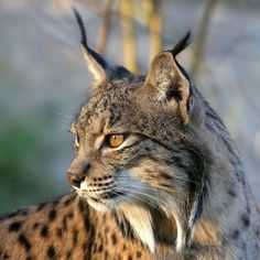 Linx Cat Drawing, Iberian Lynx Cat, Lynx Cat Aesthetic, Wild Cat Aesthetic, Lynx Photography, Feline Aesthetic