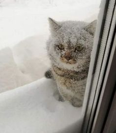 a cat is sitting in the snow looking out an open window at it's surroundings