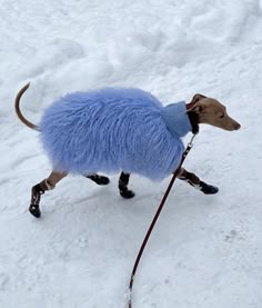 a small dog wearing a blue coat walking in the snow with a leash on it's side