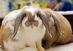 a brown and white rabbit sitting on the ground