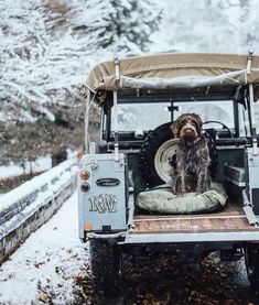 a dog is sitting in the back of a jeep