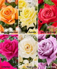 many different colored roses are shown in this collage with the same color and size