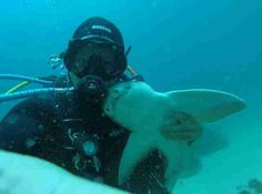 a scuba diver holding a large white shark