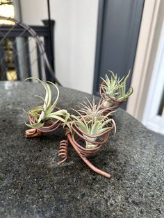 three air plants sitting on top of a granite counter