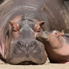 two hippopotamus laying on the ground with their heads touching each other's noses