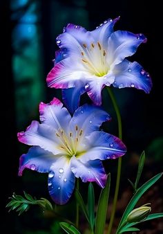 two blue and white flowers with drops of water on them, in front of dark background