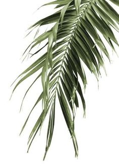 a palm leaf is shown against a white background