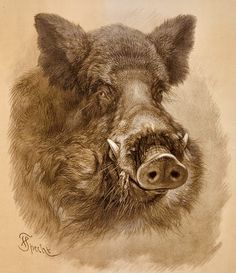 a drawing of a boar's head