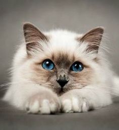 a close up of a cat with blue eyes laying on the ground and looking at the camera