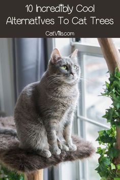 a gray cat sitting on top of a window sill