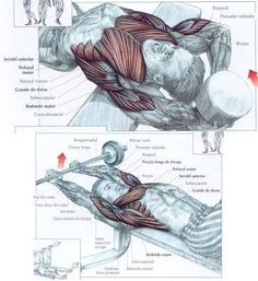 the muscles and their functions are shown in this diagram, which shows how they work