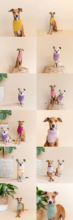 several photographs of dogs wearing sweaters and scarves in different poses, with one dog sitting on top of the other