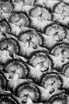 black and white photograph of an array of large, round objects in the shape of flowers