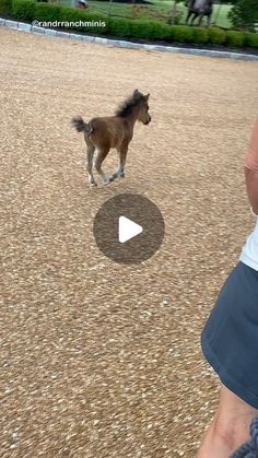 a small horse is running in an open area