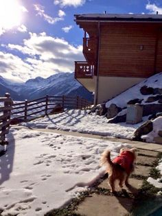 a small dog wearing a red jacket standing in the snow near a wooden fence and building