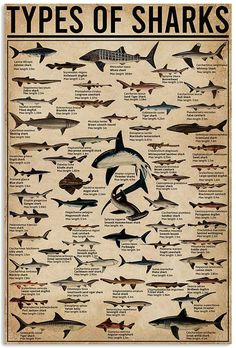 the types of sharks that can be seen in this poster, which shows them's different