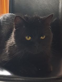 a black cat sitting on top of an office chair