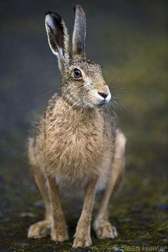 a small brown rabbit sitting on top of a wet ground in front of a dark background