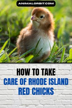 a chicken sitting in the grass next to a brick wall with text that reads how to take care of rhode island red chicks