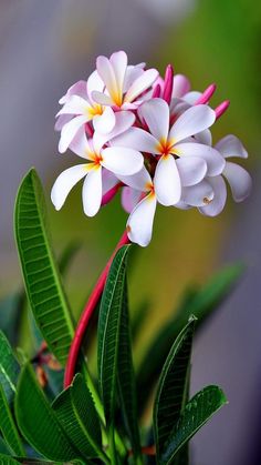 three white and pink flowers with green leaves in the foreground on a blurry background