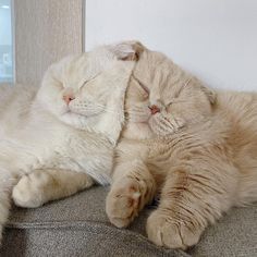 two cats laying next to each other on top of a couch with their eyes closed