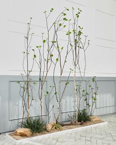 three small trees with green leaves in front of a white wall and brick flooring