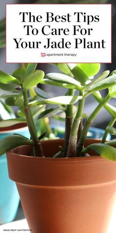 a potted plant with the title, the best tips to care for your jade plant