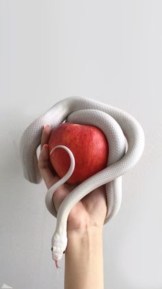 a hand holding an apple with a snake wrapped around it