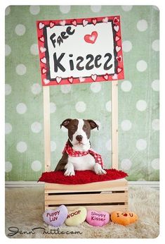 a brown and white dog sitting on top of a wooden crate with a sign above it