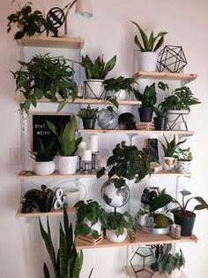 the shelves are filled with plants and potted plants on them, along with other houseplants